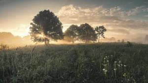 Mehrere Bäume im Sonnenaufgang