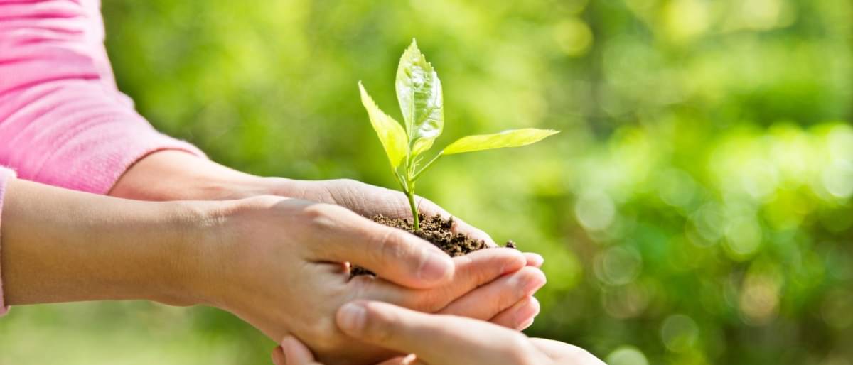 Zwei Paar Hände halten eine Hand voll Erde mit einer jungen Pflanze. Eine Schenkung zur Lebzeiten.