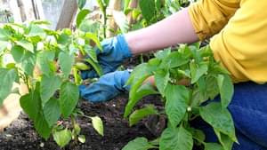 Eine Frau in gelbem Pulli und Jeans hockt in einem Beet und kümmert sich um Nutzpflanzen.