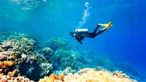 Taucher mit Taucheranzug, Sauerstoffflasche und Schwimmflossen taucht im offenen Meer und erkundet ein Korallenriff.