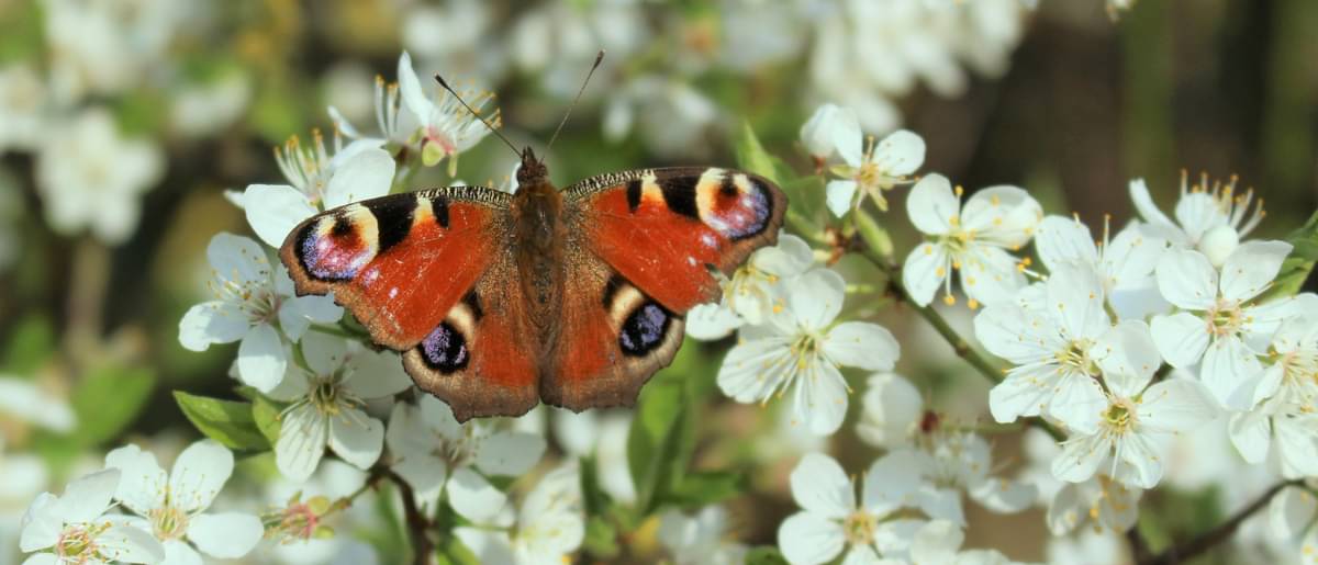 Schmetterling, der auf Blüten sitzt